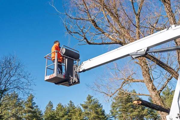 Professional Tree Service Springfield, IL for Stump Grinding Services