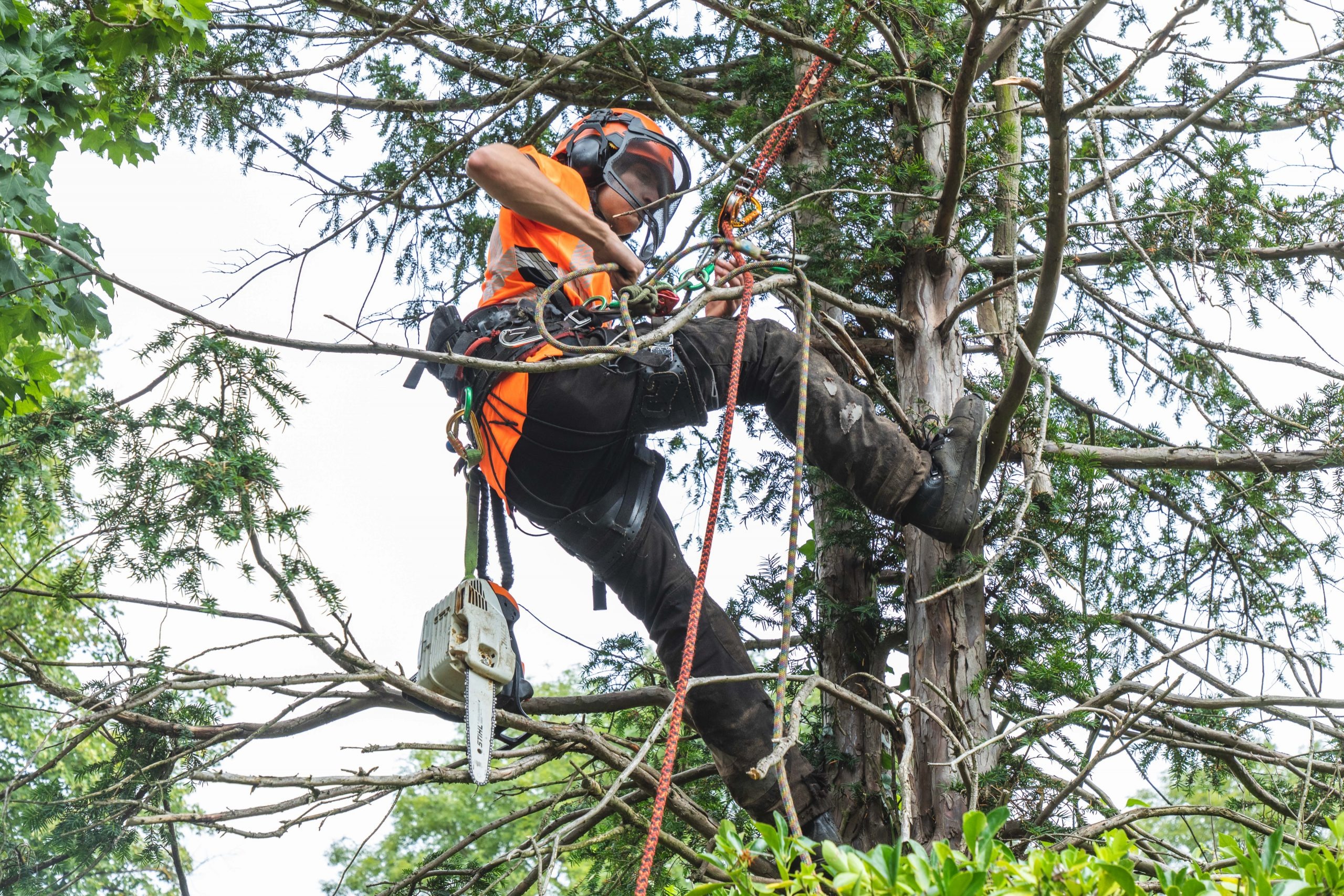 Quality Tree Care Starts with tree surgeon Heald Green Professionals