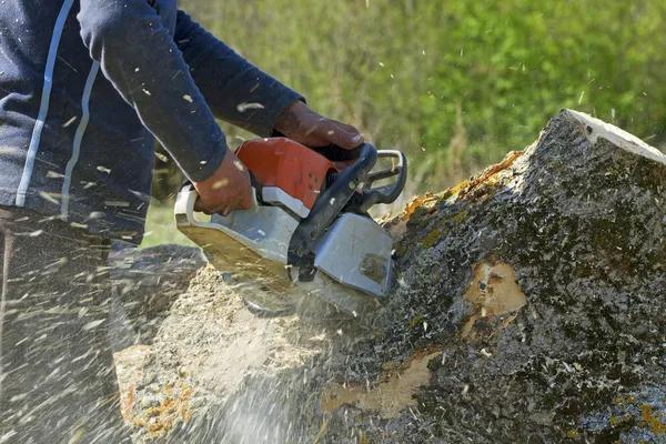 Reliable The Tree Guys Services in Jackson MI with Professional Arborist Solutions