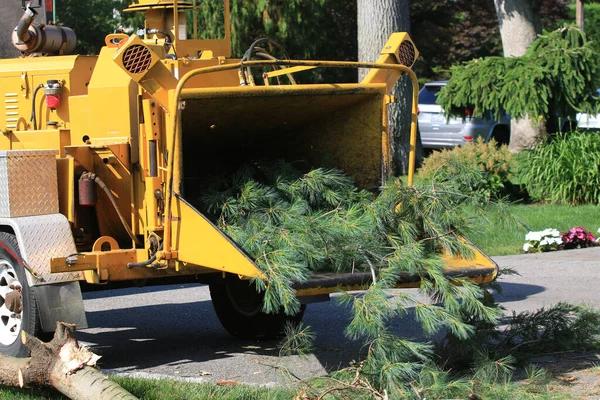 Reliable Tree Removal Near Me Services