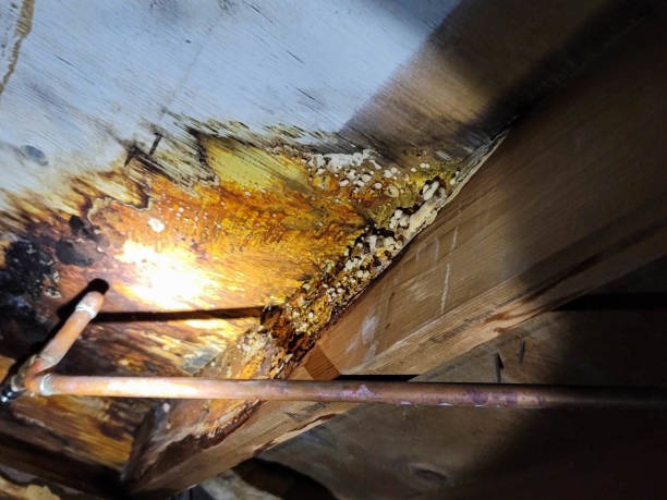 Affordable Insulation Company in Prince George for Residential Properties